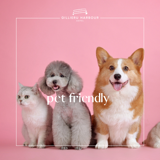 Pet Friendly